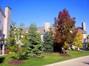 Plant bushy or understory trees for front yard landscaping in Northeast Ohio